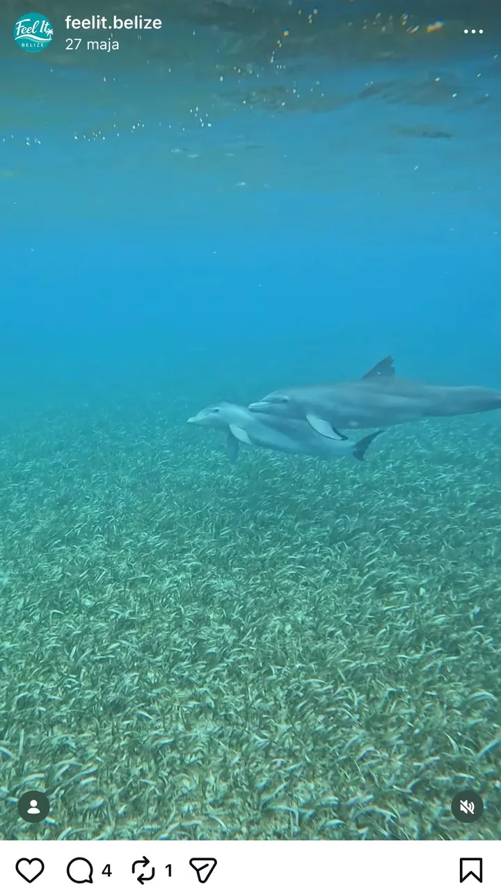 Dwa delfiny suną nad łąką trawy morskiej w Belize