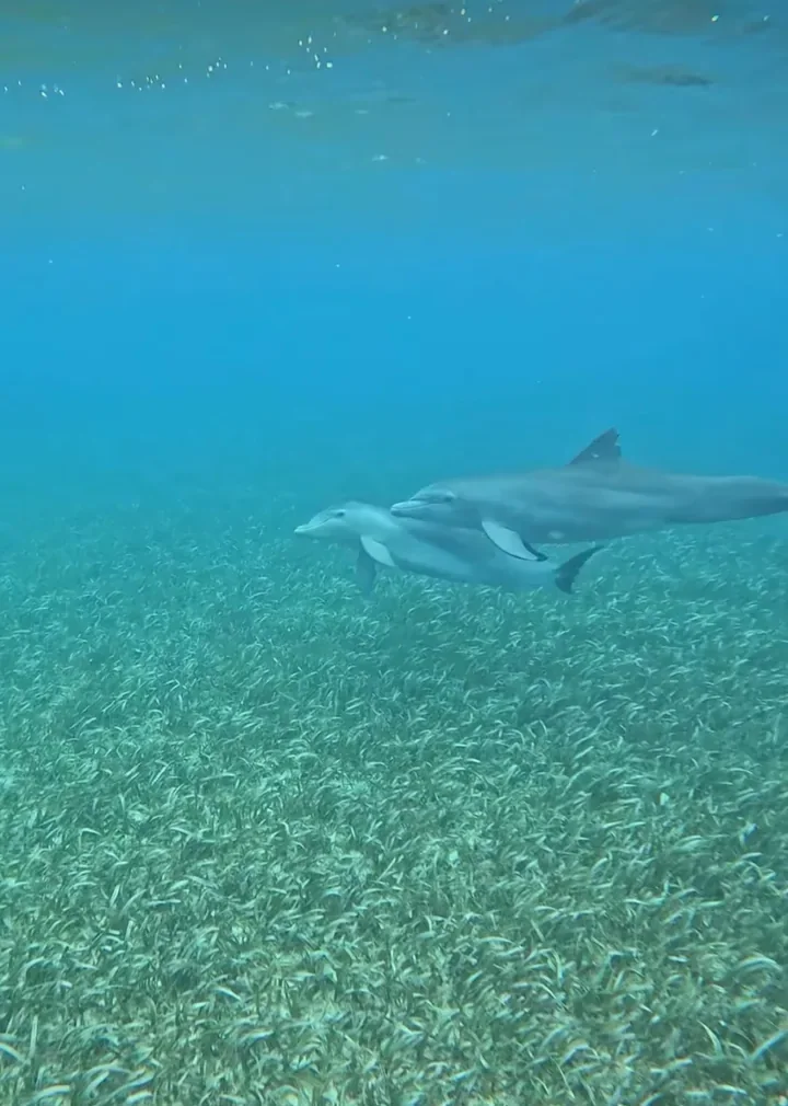 Dwa delfiny suną nad łąką trawy morskiej w Belize