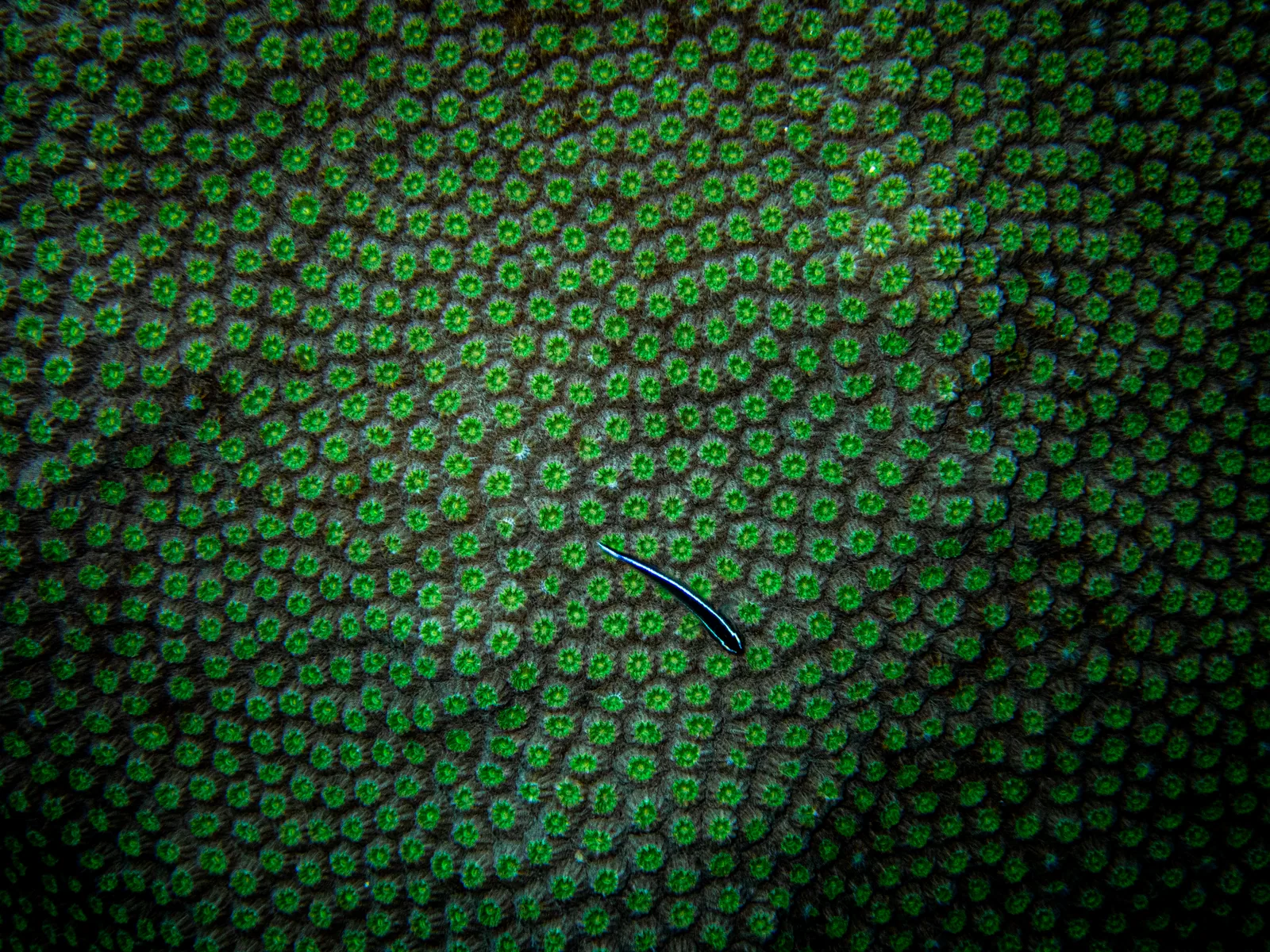 Close-up of hard coral polyps in Belize with a small reef fish resting on the colony